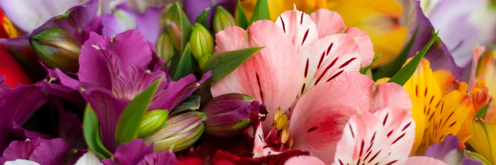 Alstroemerias