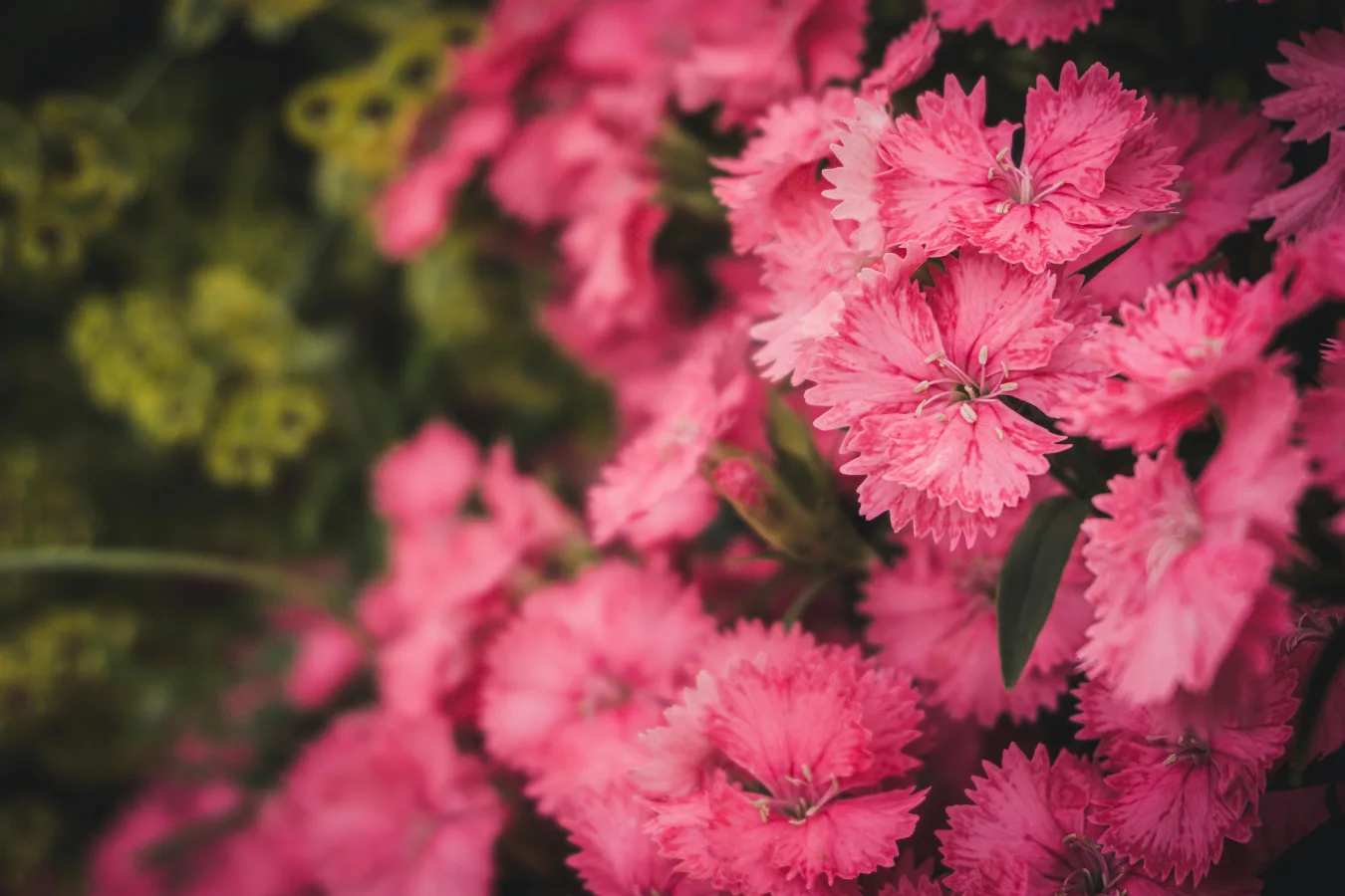 Dianthus