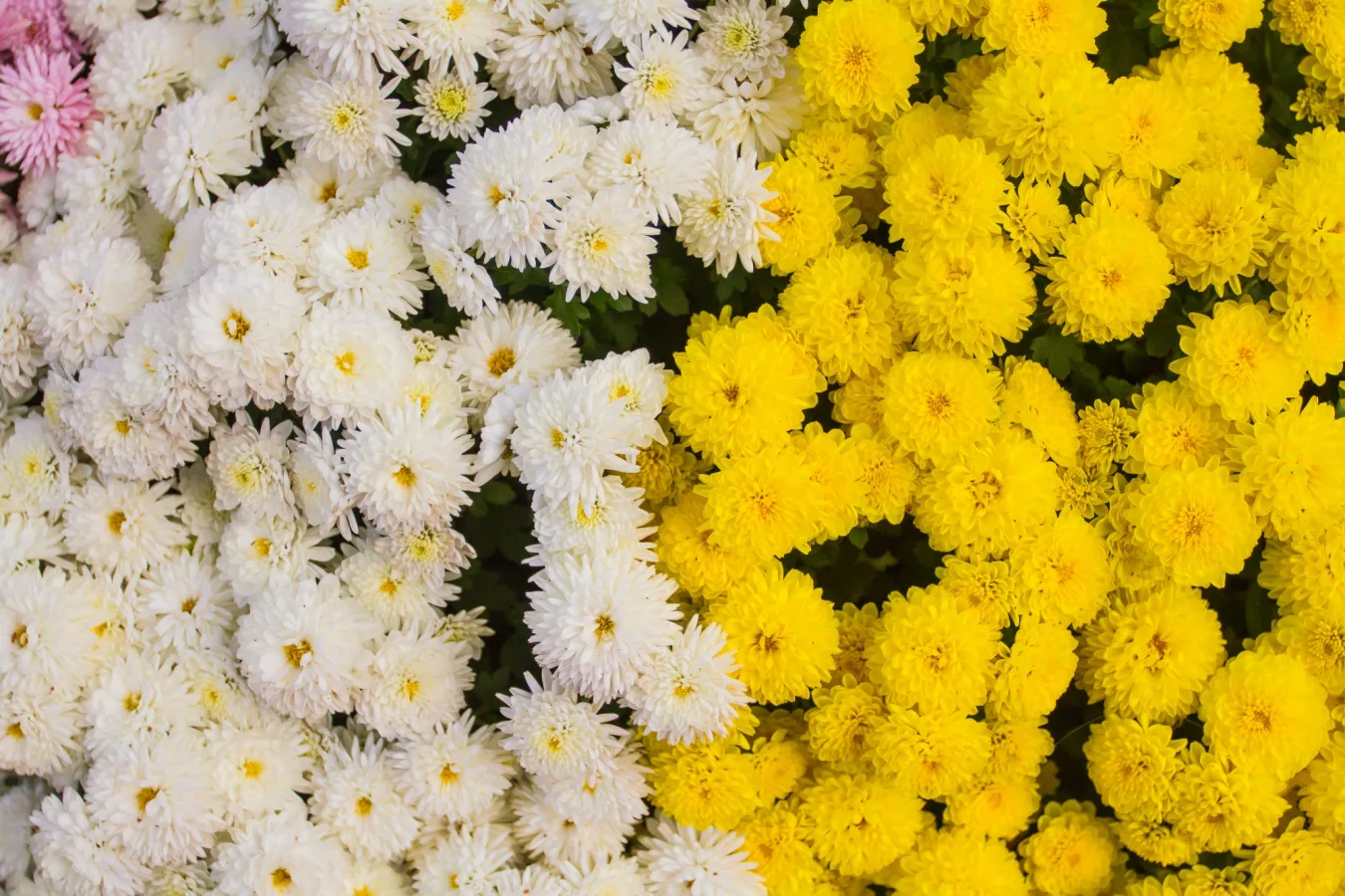 Chrysanthèmes