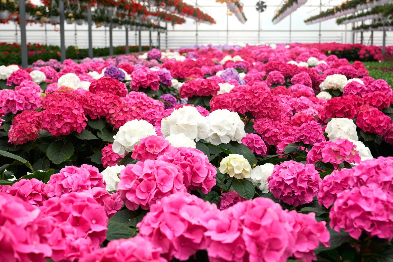 Hortensias