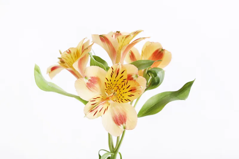 Alstroemerias