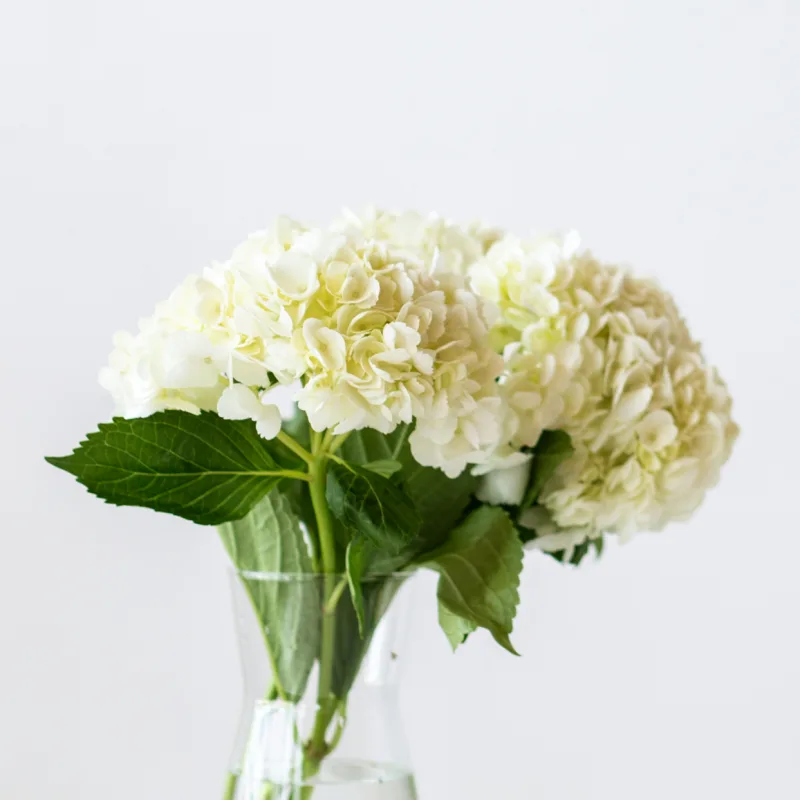 Hortensias