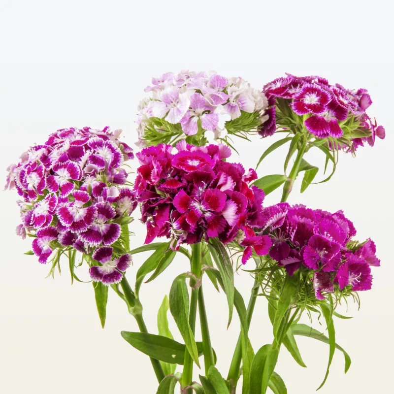 Dianthus
