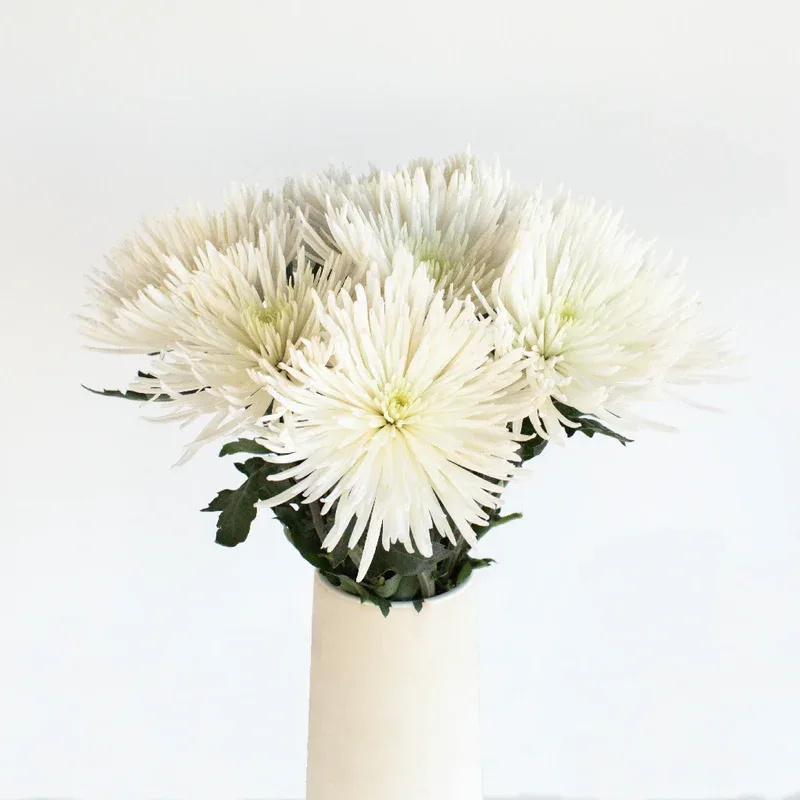 Chrysanthèmes