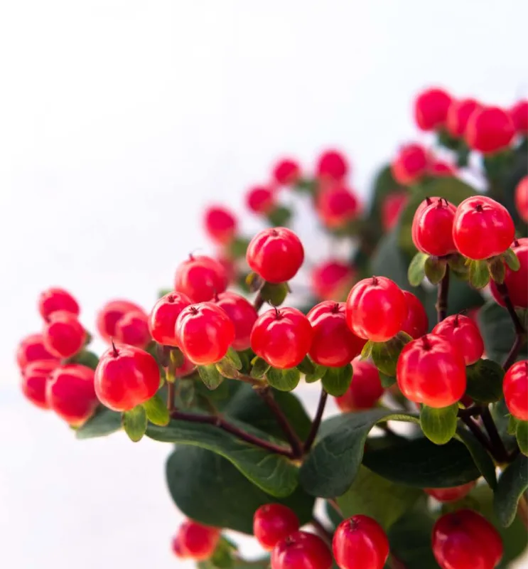 Hypericum