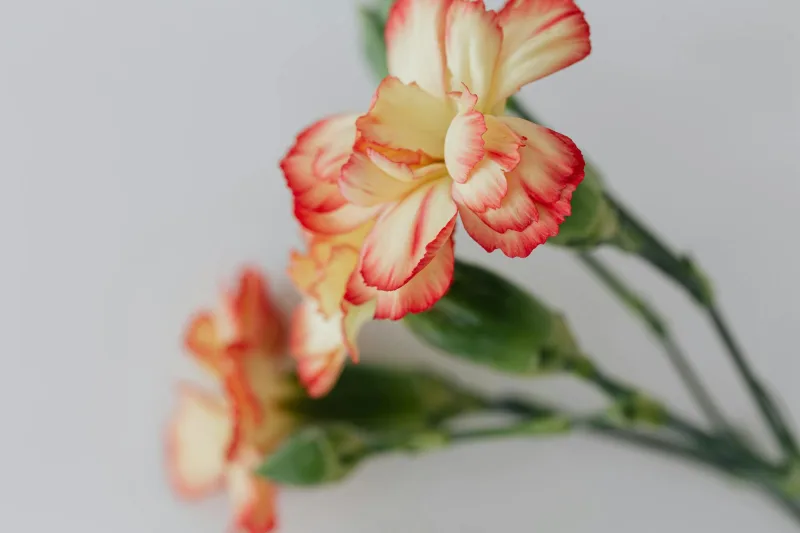 Mini-œillets