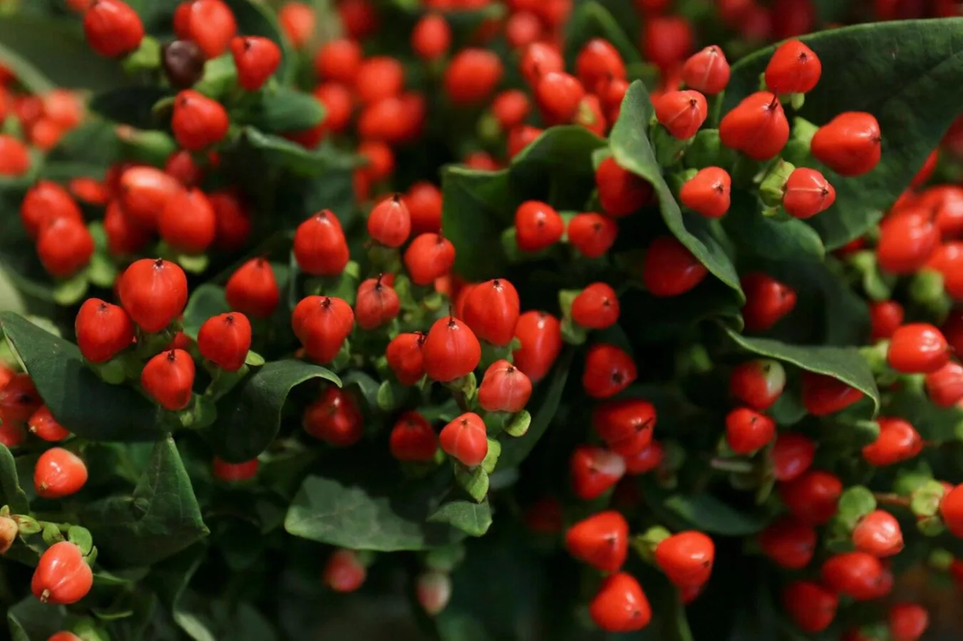 Hypericum