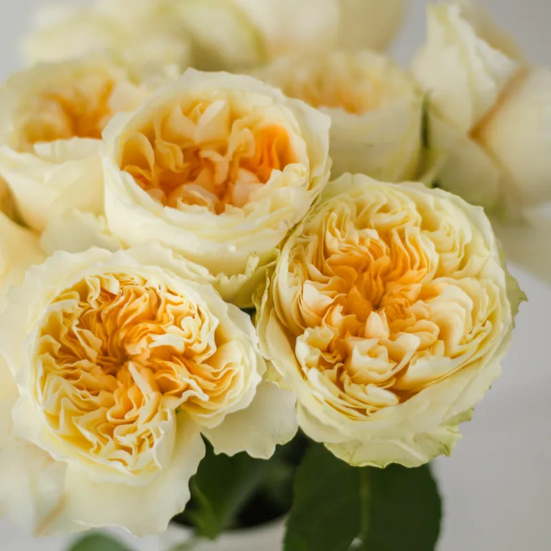 Roses Type Jardin