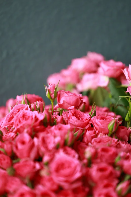 Roses Branchues