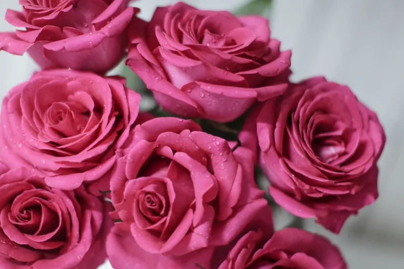 Roses Standards
