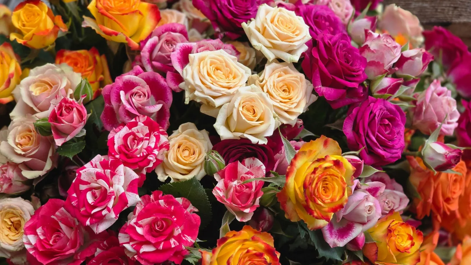 Roses
