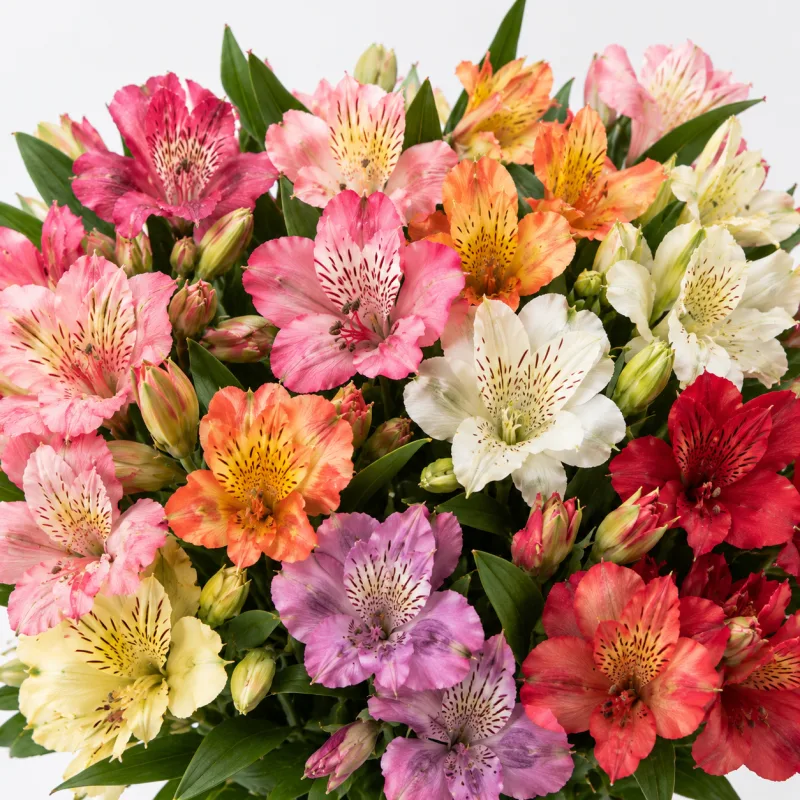 Alstroemerias