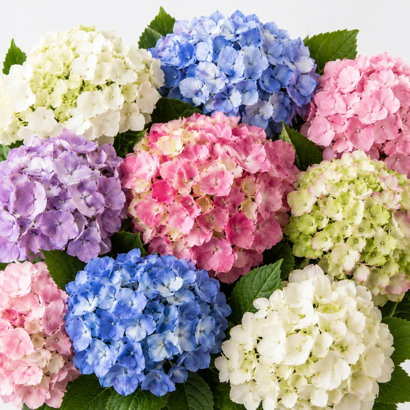 Hortensias