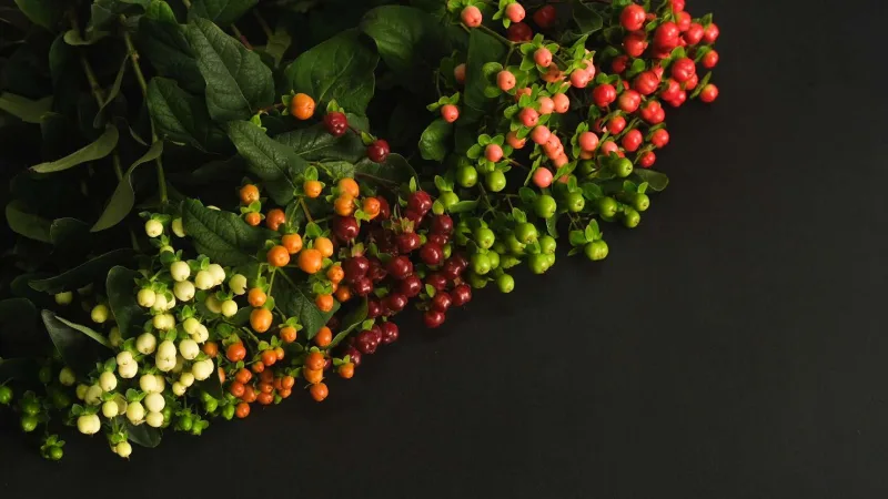 Hypericum