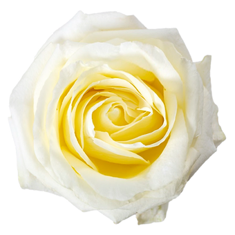 White Chocolate