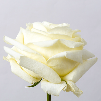 White Chocolate