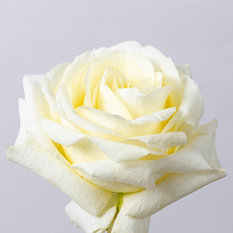 White Chocolate - miniature 3