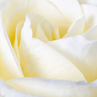 White Chocolate - miniature 4