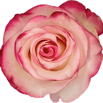 Paloma