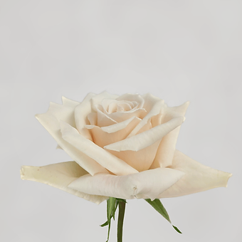 Champagne - miniature 3