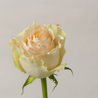 Cream Carpe Diem