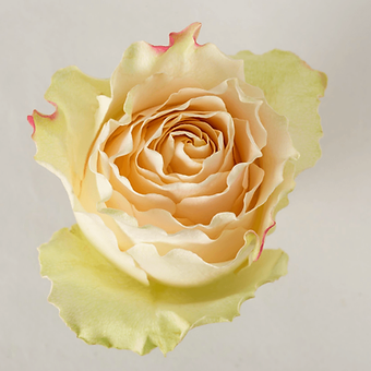 Cream Carpe Diem - miniature 3