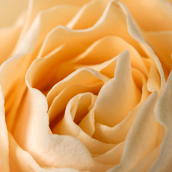 Cream Carpe Diem - miniature 4
