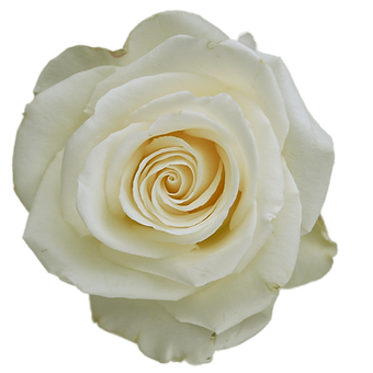 Cream Shimmer