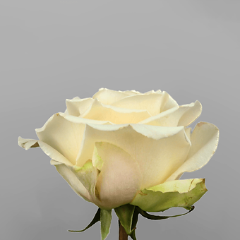 Cream Shimmer