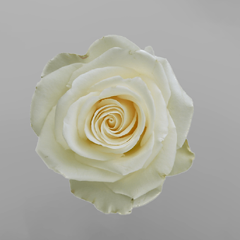 Cream Shimmer - miniature 3