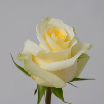 Crème de la Crème - miniature 3