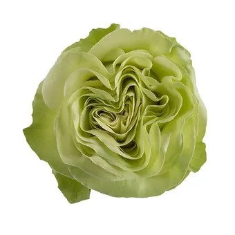 Wasabi
