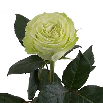 Wasabi