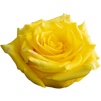 High & Yellow Magic
