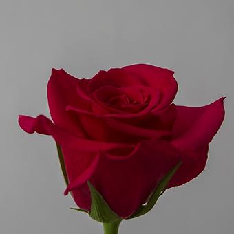 Queen Berry - miniature 3