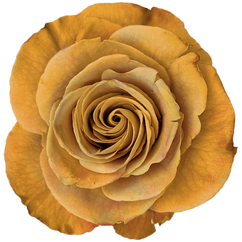 Heart of Gold