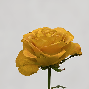 Heart of Gold - miniature 3