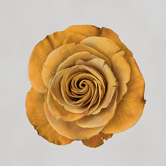 Heart of Gold - miniature 4