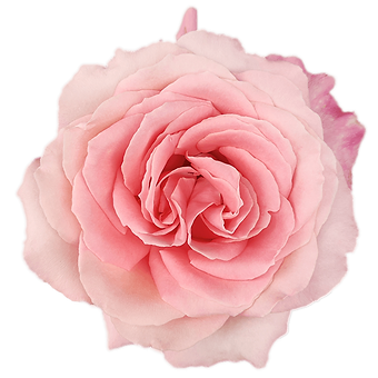 Pink Babaloo