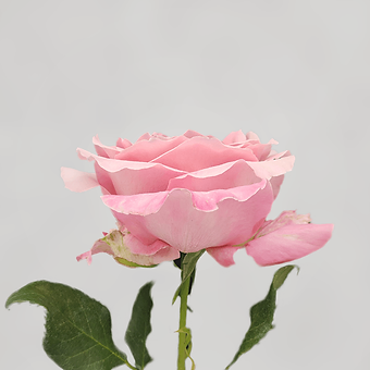 Pink Babaloo