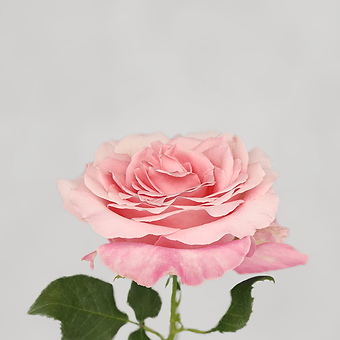 Pink Babaloo - miniature 3