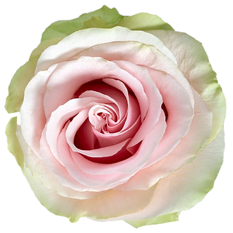 Pink Mondial