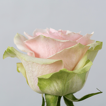 Pink Mondial