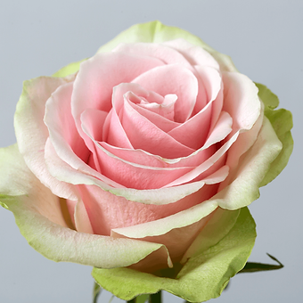 Pink Mondial - miniature 3