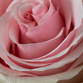 Pink Mondial - miniature 4