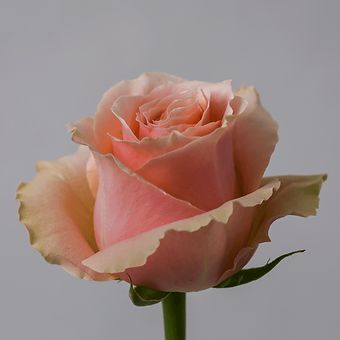 Carpe Diem - miniature 3