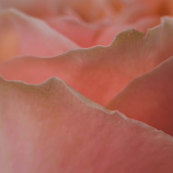 Carpe Diem - miniature 4