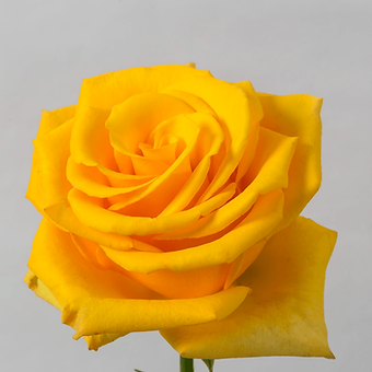 Queen Bee - miniature 3