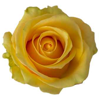 Butterscotch