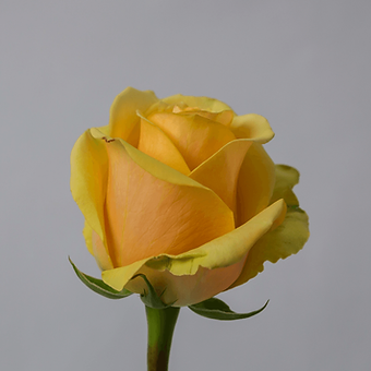 Butterscotch